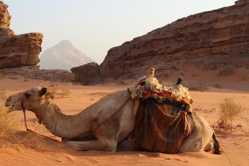 Bed and Breakfast Moon City Camp à Wadi Rum Extérieur photo